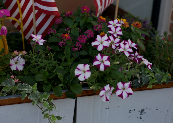 purple and white flowers with american flags int he background