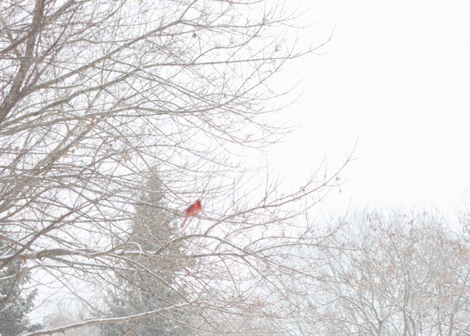 Cardinal in a tree during a snowstorm