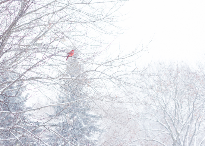 One lonely cardinal in a snowstorm