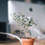 Small potted tree with iMac in the background