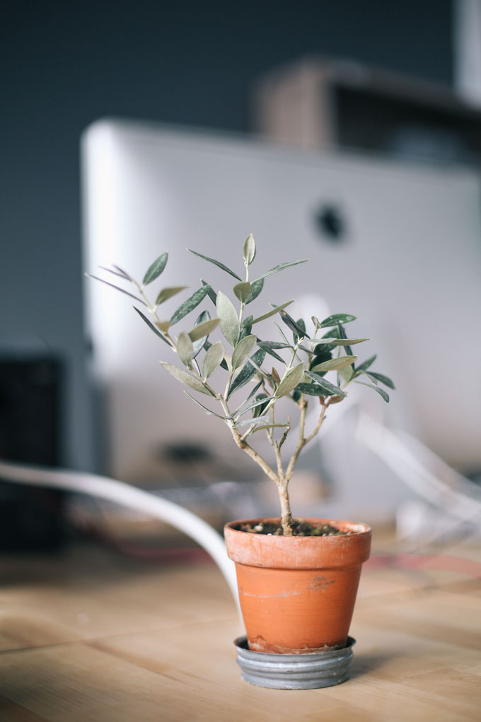 Small potted tree with iMac in the background
