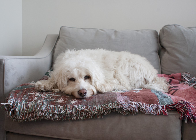 Fluffy white dog lying on a blanket on a pale grey couch.