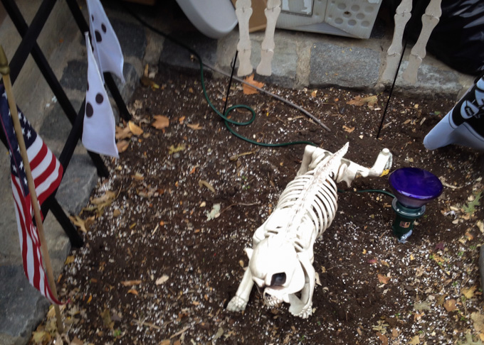 skeleton dog in someone's yard for halloween