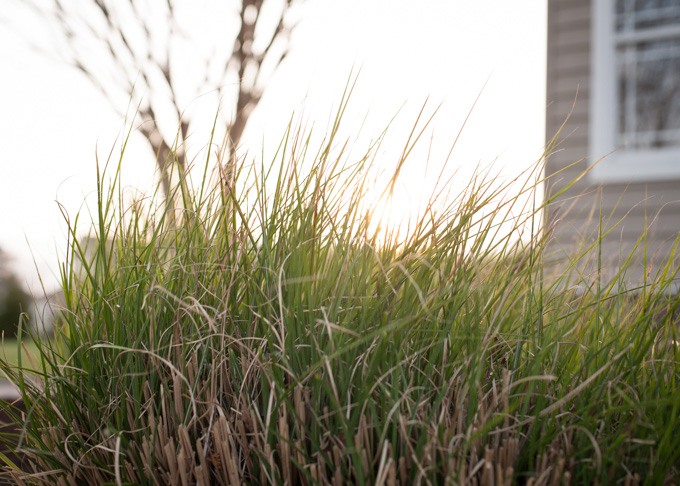 tall grass at golden hour