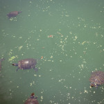 Turtles in Turtle Pond, Central Park