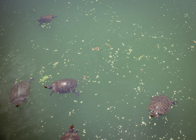 Turtles in Turtle Pond, Central Park