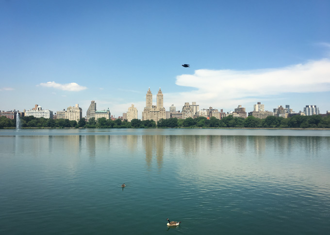 The reservoir with ducks, Central Park
