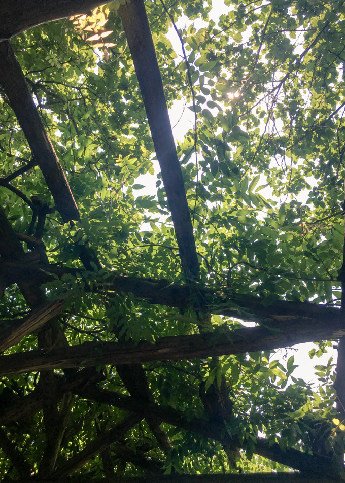 Looking up through a pergola, Central Park