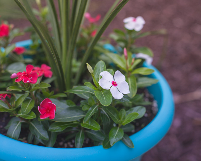 Pink and white flowers in a turquoise flower pot at sunset.