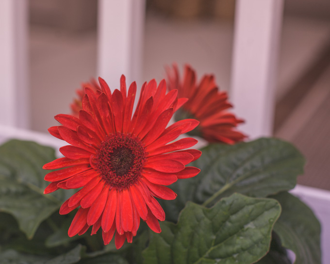 Red gerbera daisies on the front porch at sunset.