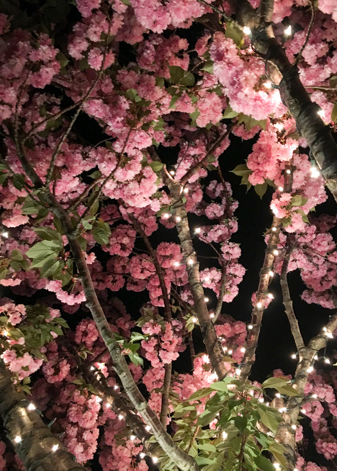 Trees wrapped with lights in bloom during spring