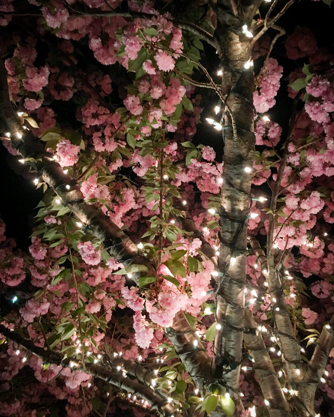 Trees wrapped with lights in bloom during spring