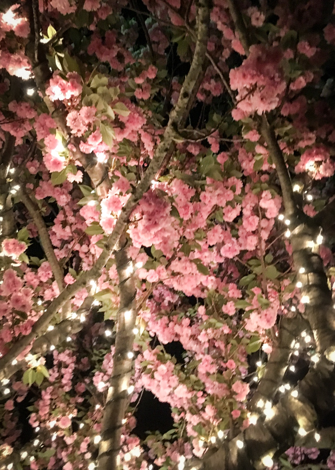 Trees wrapped with lights with pink flowers in the spring