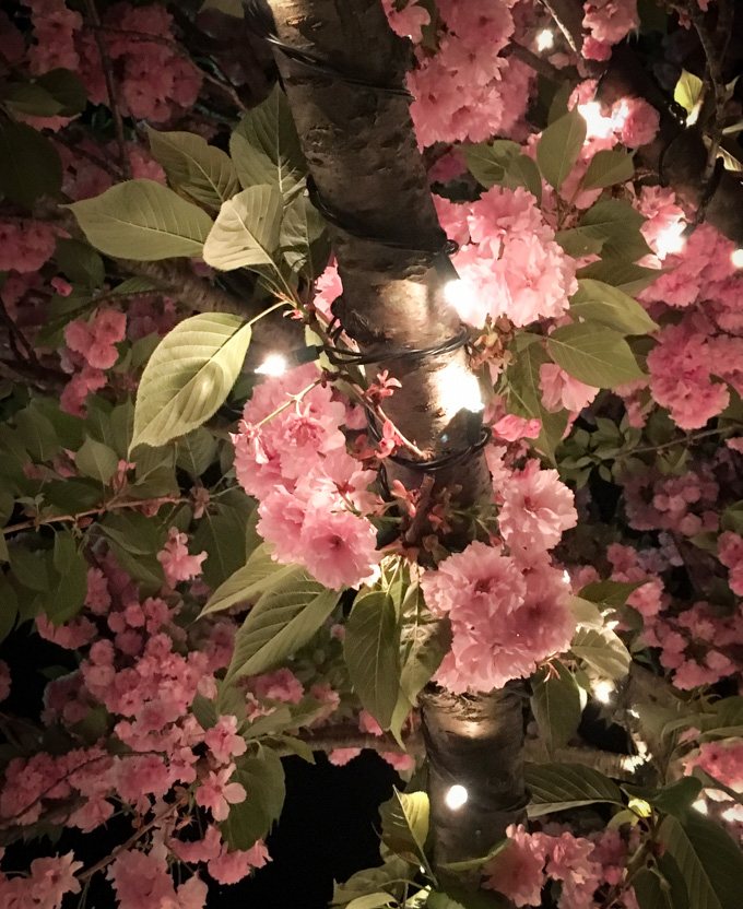 Close up of trees wrapped with lights with pink flowers in the spring