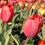 Red and yellow tulips in the sun