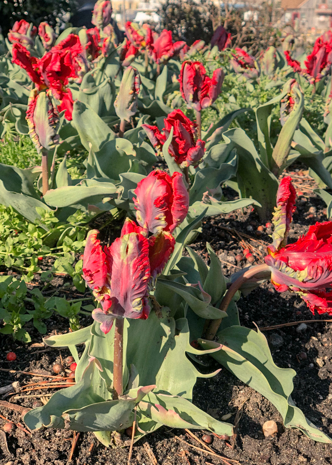 Blooming red fringed tulips