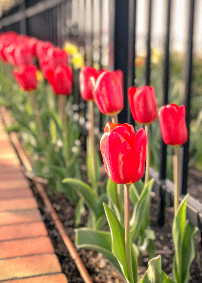 Red tulips planted along a black fence