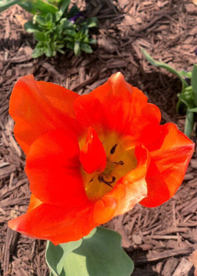 Blooming orange tulip