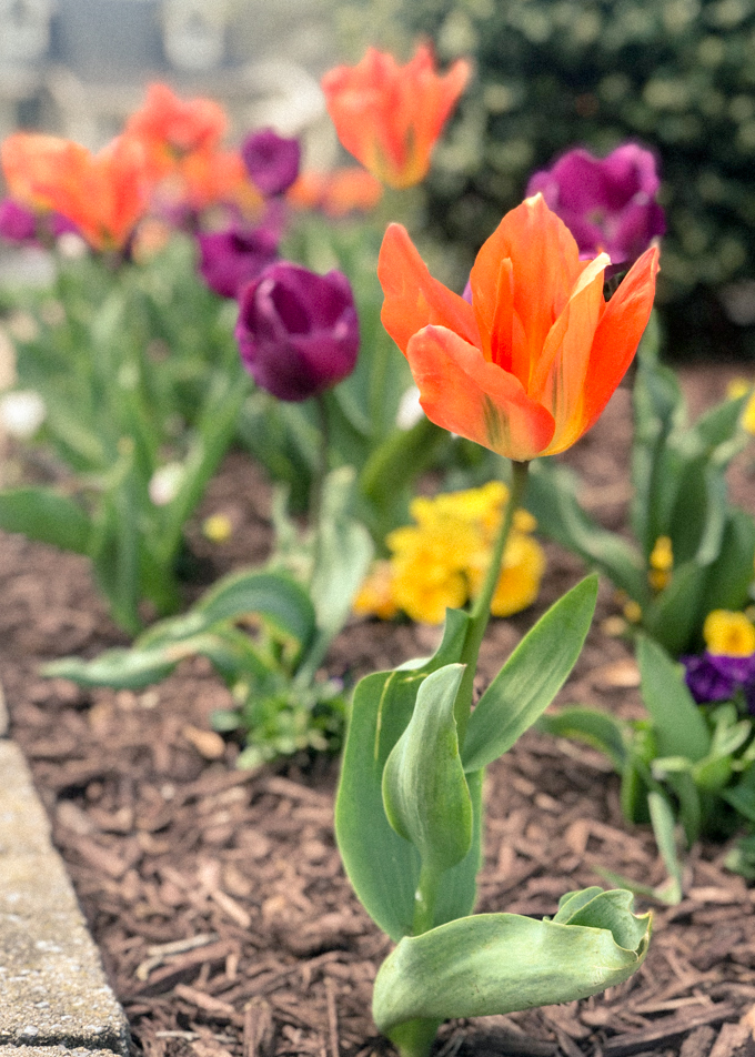 Blooming orange tulip with purple tulips in the background
