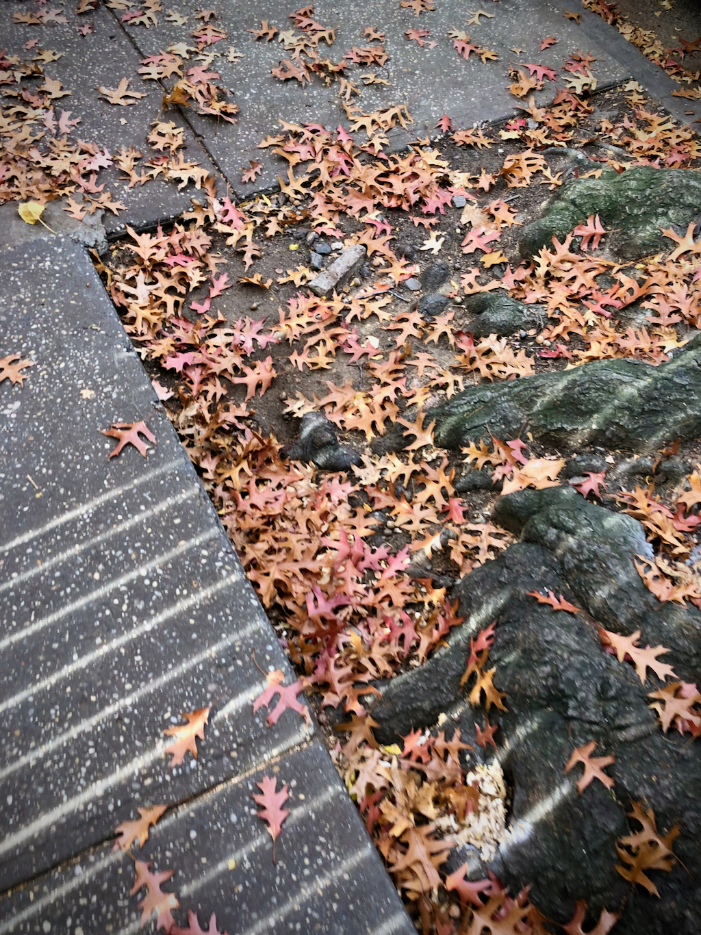 Fallen leaves on the sidewalk.