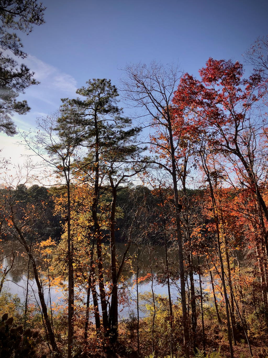 Fall trees and the lake.